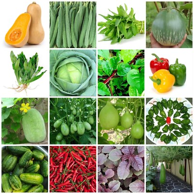 চায়না ইমপোর্টেড বীজ (China Imported Seeds) image
