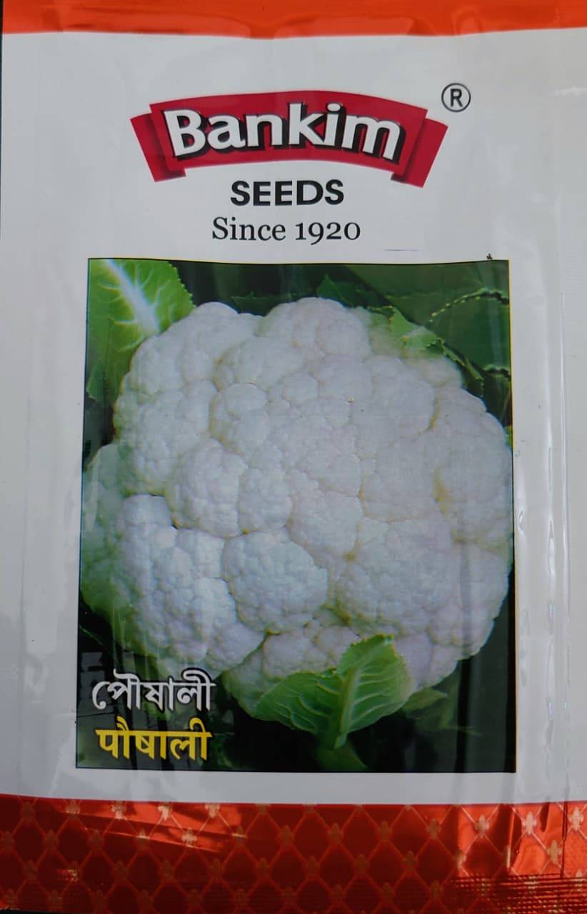 ইন্ডিয়ান ফুলকপি – পৌষালী  । Poushali