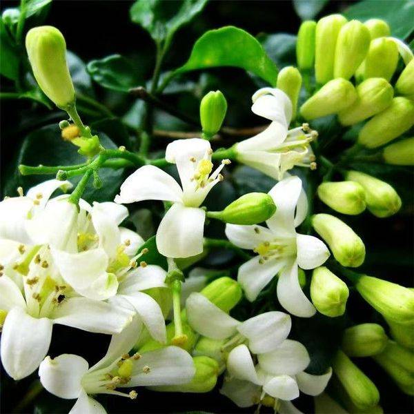 থাউজ্যান্ড মাইলস ফ্র্যাগ্রান্ট বীজ (Thousand Miles Fragrant Seeds) – ১০০ ক্যাপসুল