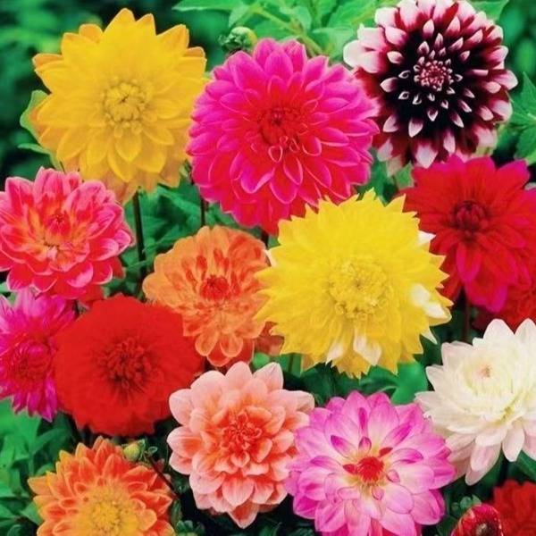 ডাহলিয়া বীজ (Dahlia Seeds) – ১০০ পিস