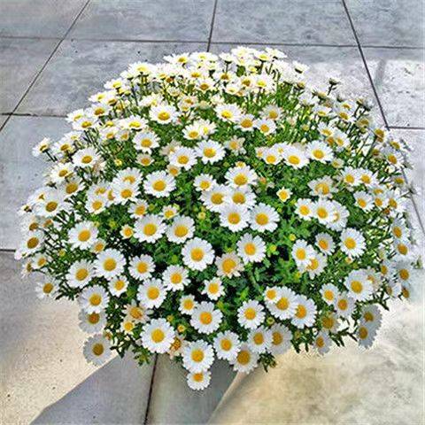 ডেইজি ফুলের বীজ (Daisy Seeds) – ৫৫০ পিস