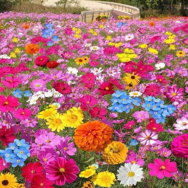 Flower Combination – ৫০০ ক্যাপসুল (বীজ)
