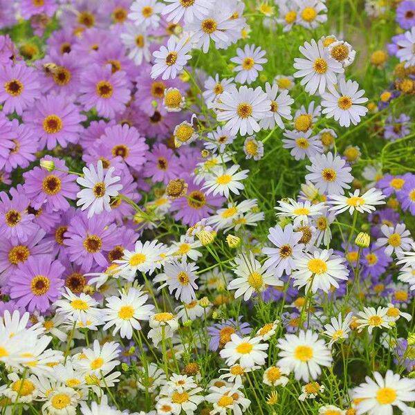 Five Color Chrysanthemum Seeds – ২০০০ পিস (ইম্পোর্টেড ফুলের বীজ)