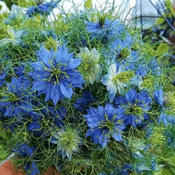 Black Seed (Nigella) Seeds – ২০০ পিস (ইম্পোর্টেড বীজ)