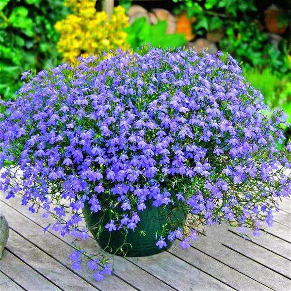 Six-Bly Seeds – প্রায় ২০০ পিস (ইম্পোর্টেড বীজ)