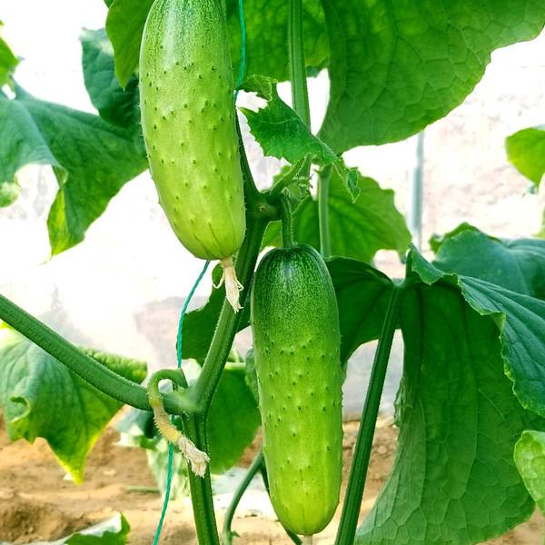তাংশান শরতের মেলন – প্রায় ৫০ বীজ | Tangshan Autumn Melon