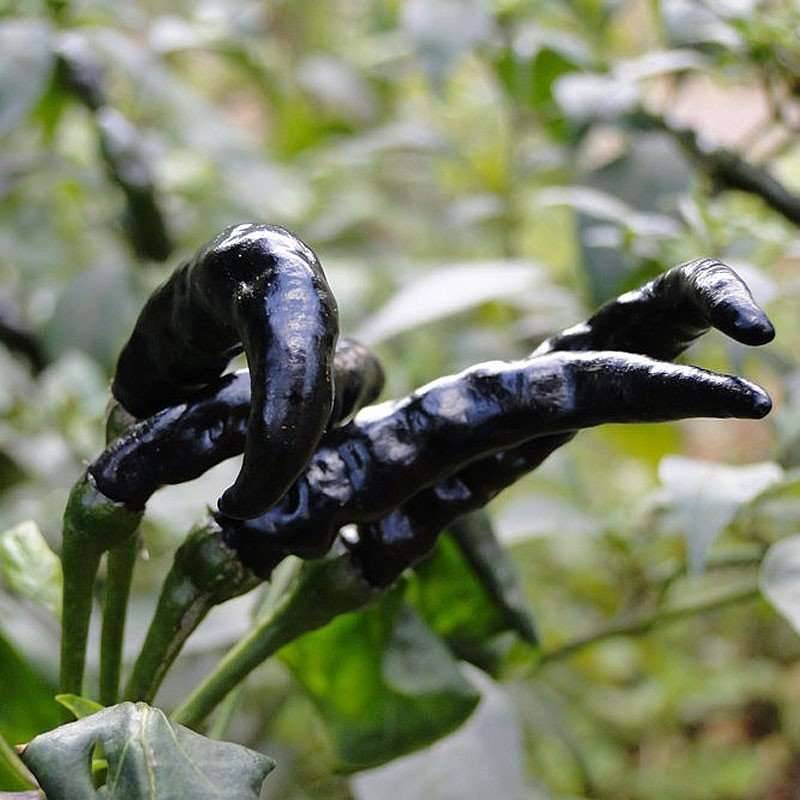হাইব্রিড কালো মরিচ বিন্দু
