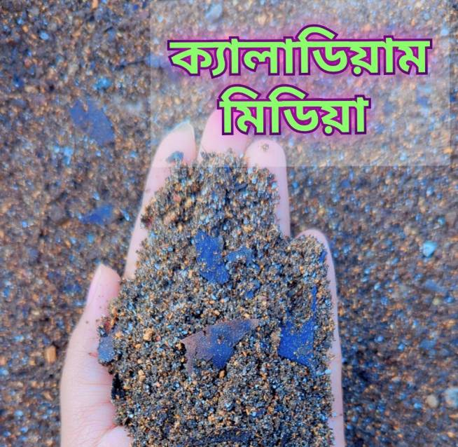 ক্যালাডিয়াম মিডিয়া -কেজি  ১২০ টাকা