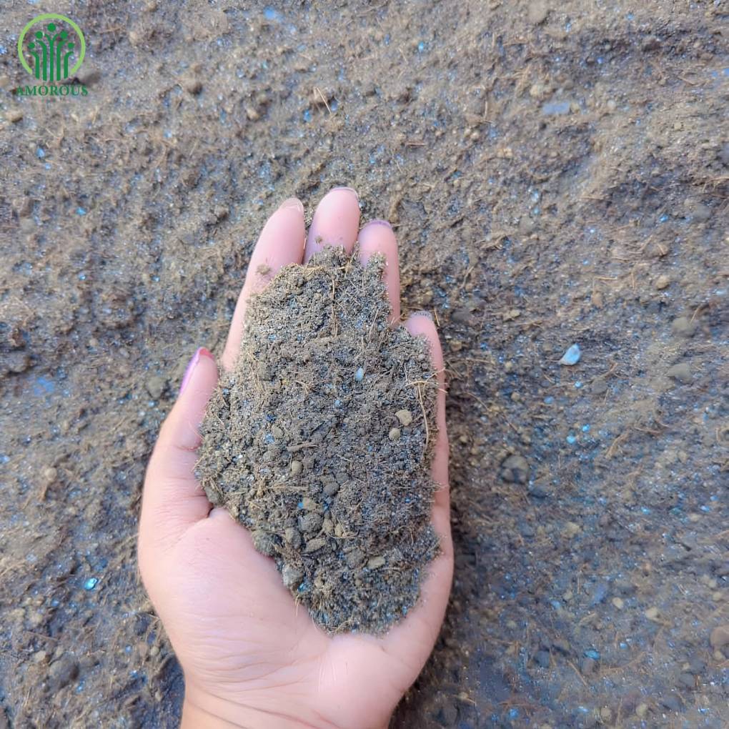 ডাইফেনবেচিয়া মিডিয়া -কেজি ১২০ টাকা