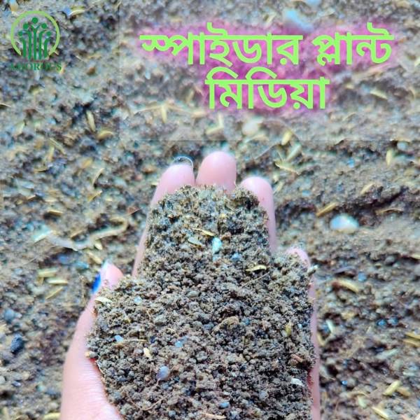 স্পাইডার মিডিয়া -কেজি ১১০ টাকা